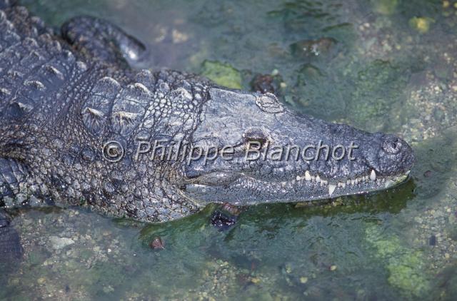 crocodylus moreletii.JPG - Crocodylus moreletiiCrocodile de MoreletMorelet's crocodileReptilia, Crocodilia, CrocodylidaeMexique